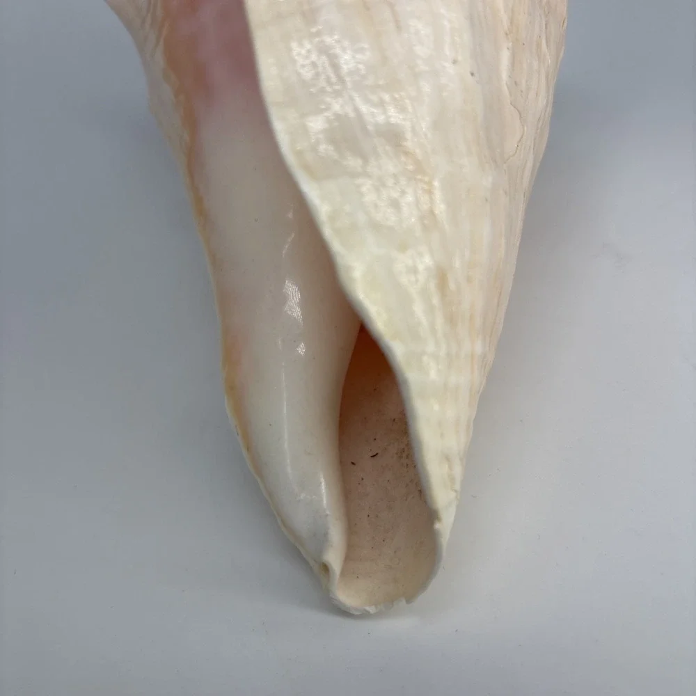 Large 8